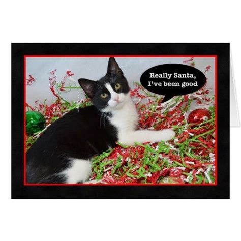 Funny Tuxedo Kitten Cat Christmas Card Christmas Cats