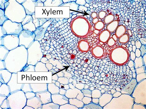 ⭐ Different Cells Of Xylem And Phloem Difference Between Xylem And