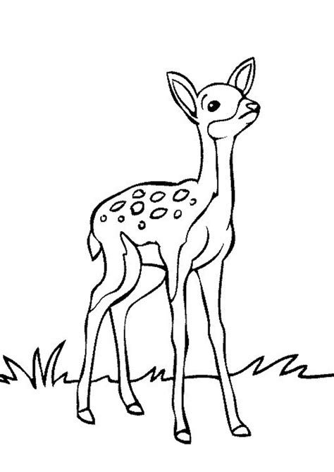 Free & Easy To Print Deer Coloring Pages - Tulamama