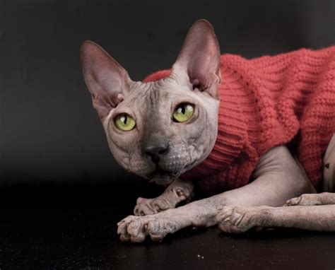 Sphynx Cat In A Sweater Wallpapers And Images Wallpapers Pictures