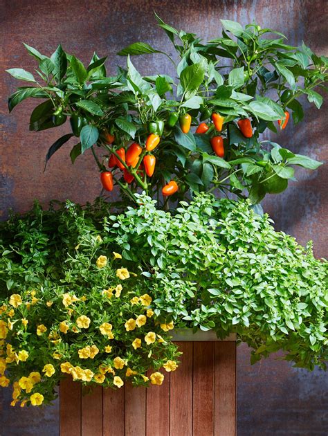 19 Container Vegetable Garden Ideas Better Homes And Gardens Growing