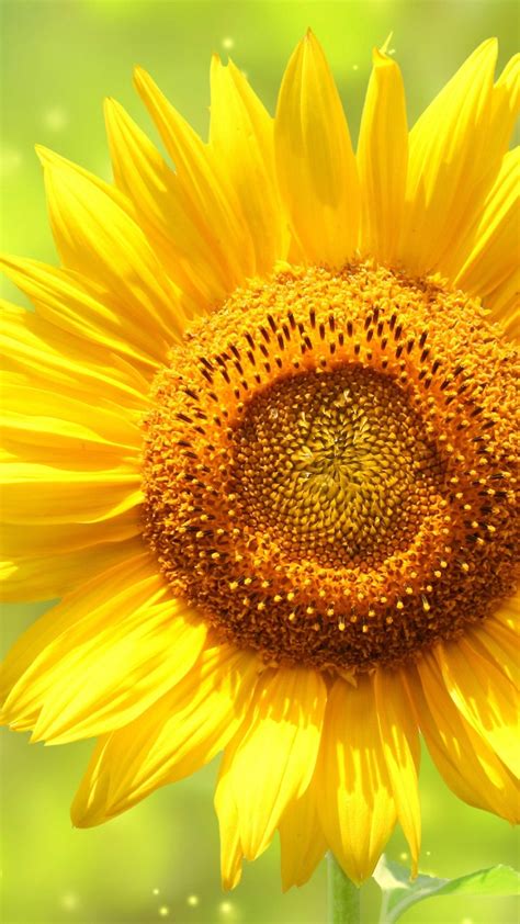 Sunflower Wallpapers 72 Images 8ca