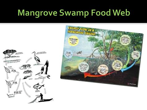 Ppt Mangrove Swamps Powerpoint Presentation Free Download Id2367058