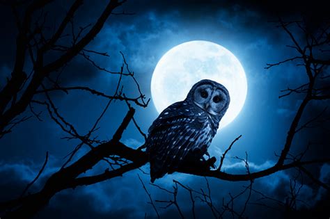 Night Owl With Bright Full Moon And Clouds Stock Photo Download Image