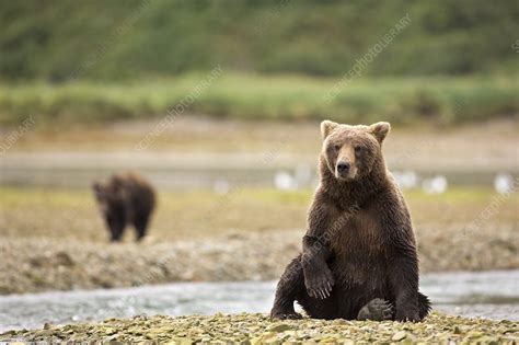 Brown Bear Sitting On Beach Alaska Usa Stock Image C0284947