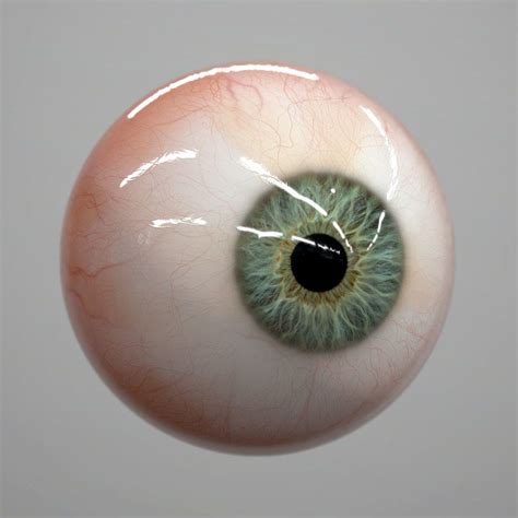 Ma Eye Realistic Human Realtime Anatomía Ojos