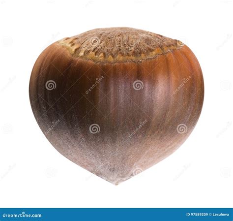 One Nut Isolated On White Background Stock Image Image Of Seed
