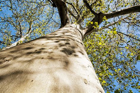 Massive American Sycamore Tree Seasonal Natural Scene Indiana Connection