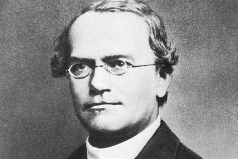 Gregor Mendel Discovered The Basic Principles Of Heredity New Scientist