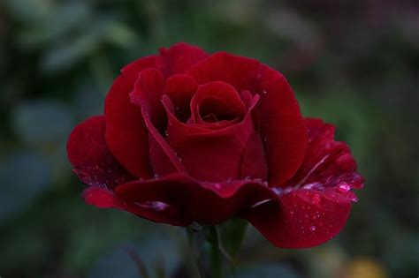 Rose Du Roi à Fleurs Pourpres 1845 Roser
