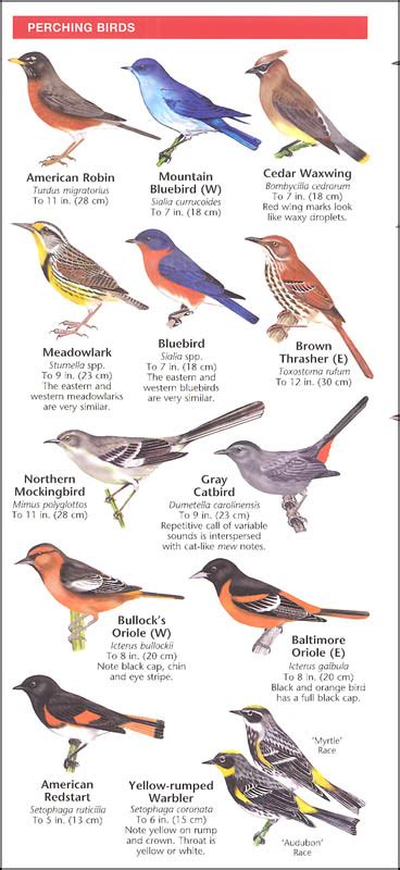 Backyard Birds Of North America Folding Pocket Guide To Familiar