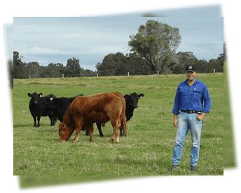 Western Australian Limousin cross leads the way in feedlot performance - Australian Limousin ...