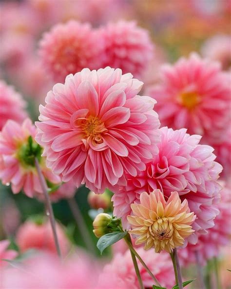Красиви снимки на цветя Снимкиcom