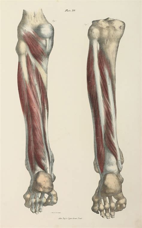 Deep Muscles Of The Lower Leg With Images