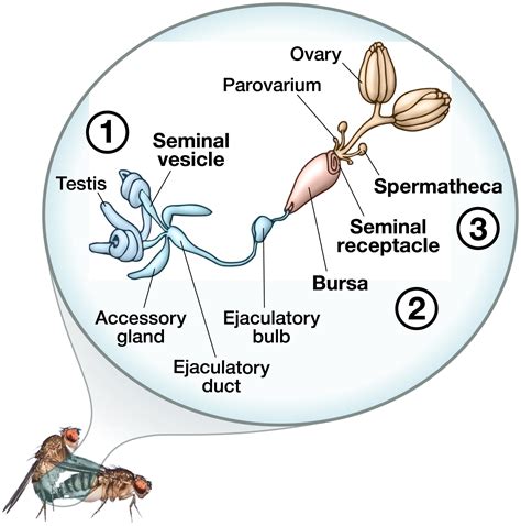 the life history of drosophila sperm involves molecular continuity between male and female