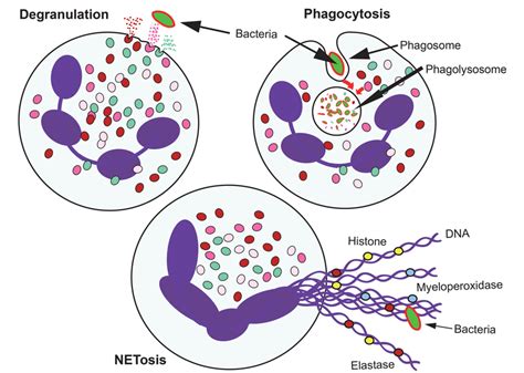 Figure 1 From Neutrophil A Cell With Many Roles In Inflammation Or