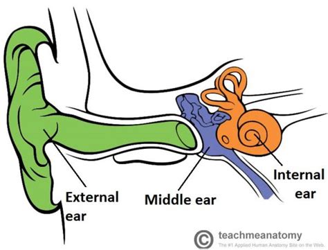 The External Ear Structure Function Innervation Teachmeanatomy