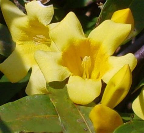 Carolina Swamp Jasmine Gelsemium Rankinii Rare Twice Blooming Type