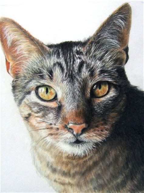 Hand Drawn Custom Commission Pet Portrait 11 X 14 Colored Pencil Art Cat Dog Horse Memorial Meylah