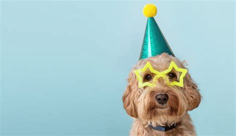 Cute Dog Wearing Party Hat And Glasses System Concepts Ltd Making
