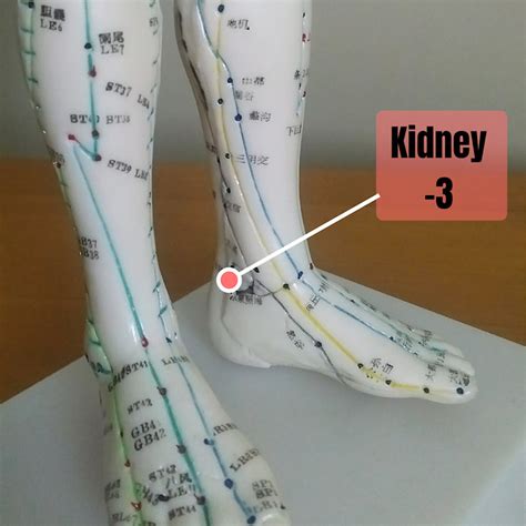 Weak Pelvic Floor Leaky Bladder Try Acupuncture To Boost Your Kidney