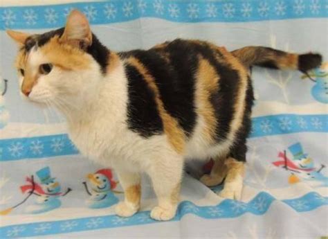 Calico Callie Medium Adult Female Cat For Sale In Columbus