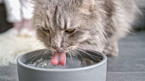 Van ness ecoware cat dish. The 8 Best Cat Water Bowls of 2020