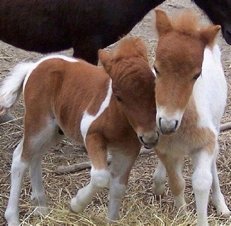 So Cute Baby Horses Miniature Horse Foal Miniature Horse
