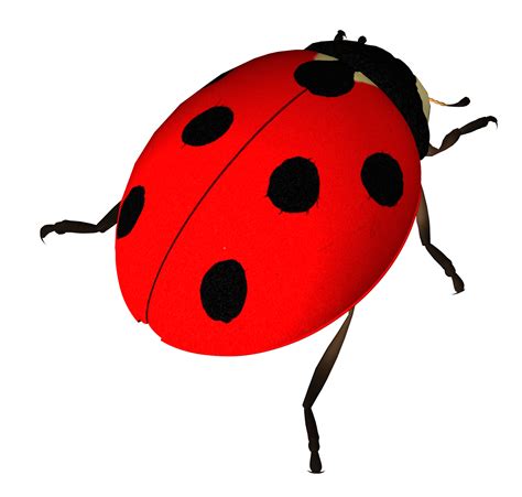 Insect Ladybird Clip Art Ladybug Png Download 16671589 Free