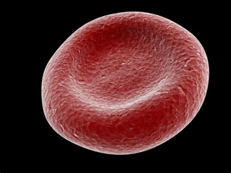 Red blood cells, called erythrocytes, are the vertebrate body's main means of carrying oxygen from the lungs or gills to body \൴issues via the blood. Red Blood Cell 3D Model .max .obj - CGTrader.com