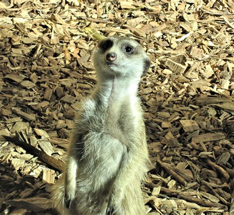 Free Images Wildlife Zoo Mammal Fauna Canada Vertebrate Meerkat
