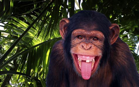 Chimpanzee Wallpaper 70 Images