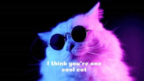 Youre One Cool Cat Video Template By Magisto