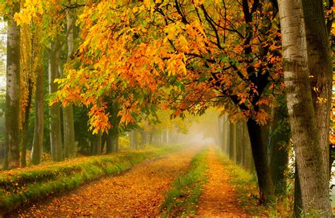 Fall Colors Walk Leaves Autumn Nature Trees Road Forest Park Wallpaper