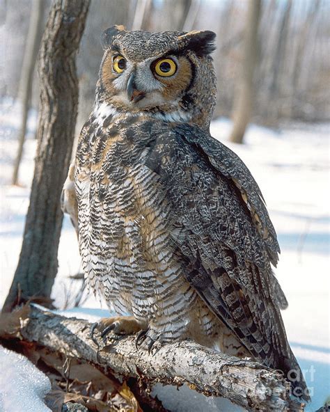 Great Horned Owl Above The Snow Photograph By Timothy Flanigan Fine