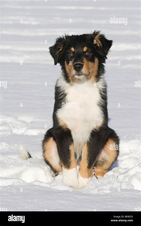 Australian Shepherd Puppy 35 Months Old Sitting In The Snow Stock