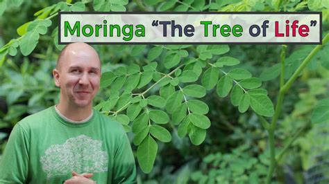 Moringa Tree The Tree Of Life Moringa Facts