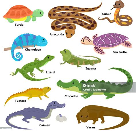 Ilustración De Iguana De Tortuga De Reptil Vector Carácter Animal