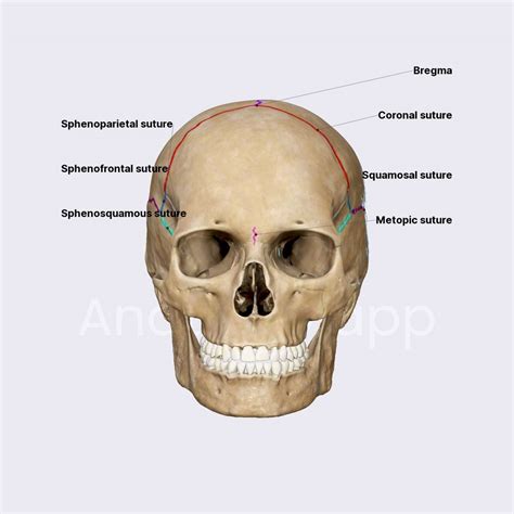 Sutures Of Skull Skull Head And Neck Anatomyapp Learn Anatomy