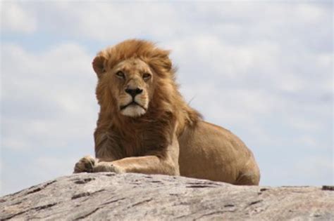 Lion In Serengeti Picture Of Serengeti National Park Tanzania