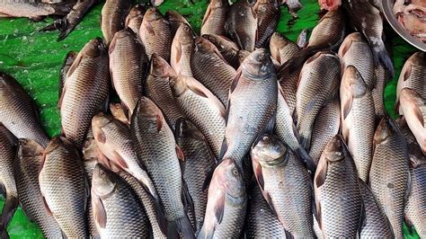 My Nearest Fresh Fish Market Rohu Tiger And Venami Shrimp Or Prawn Kg