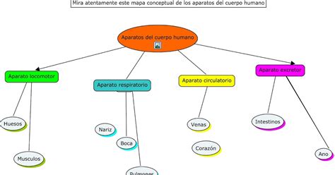 Mapa Conceptual El Aparato Excretor Sexiz Pix