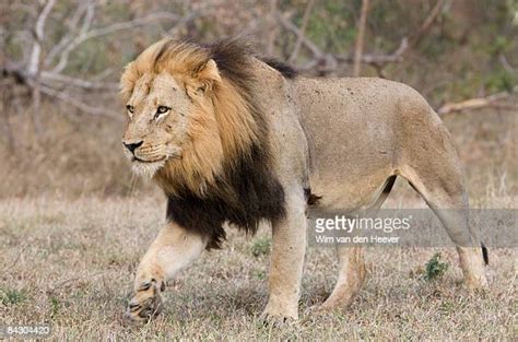 Male Lion Walking Photos And Premium High Res Pictures Getty Images
