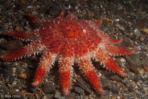 Micks Marine Biology Sea Stars Of Vancouver Island Part 1