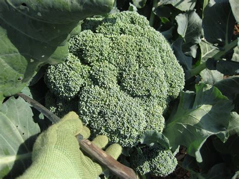 Broccoli Bonnie Plants