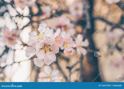 Beautiful Flowering Almond Tree Branch With New Bud Stock Image Image