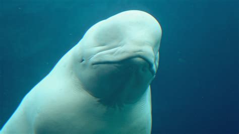Beluga Whale One World One Ocean
