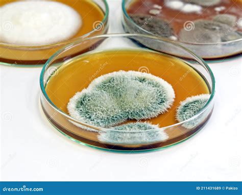 Colonies Of Yeast Mould And Fungal Testing Fungi Genus Penicillium And
