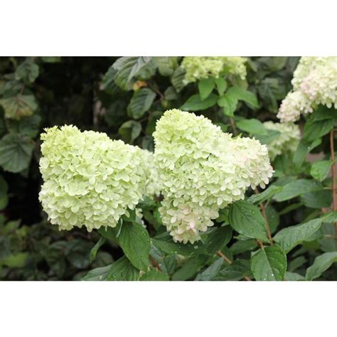 See more ideas about limelight hydrangea, hydrangea, hydrangea garden. Baucom's Nursery 2 Gal. Limelight Hydrangea Shrub with ...