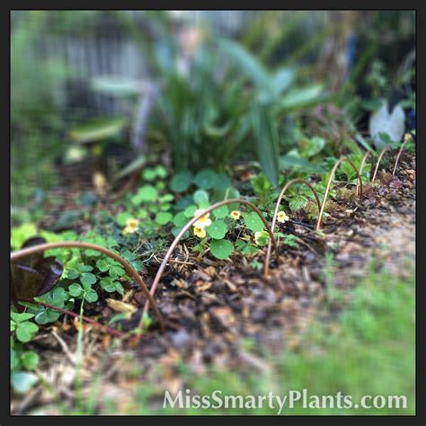 While simply acting as a separator of two different areas, garden edging is considered a design secret of professional landscapers. Copper Garden Edging - Miss Smarty Plants